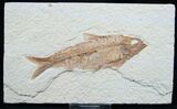 Knightia Fossil Fish - Wyoming #7588-1